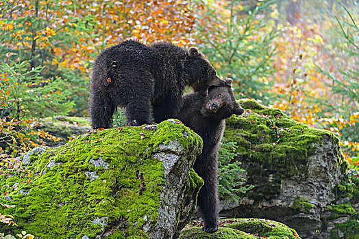棕熊,两个,幼兽,争斗,德国