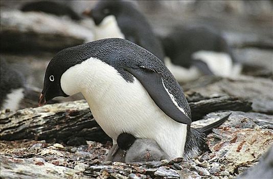阿德利企鹅,温暖,幼禽,鸟,海鸟,小动物,南极,企鹅,动物