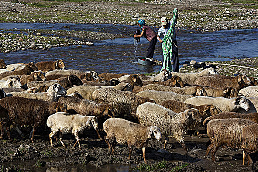 那拉提草原,河边洗衣的牧民,新疆伊犁新源县