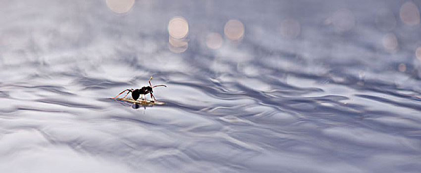 蚂蚁,漂浮,水面,水
