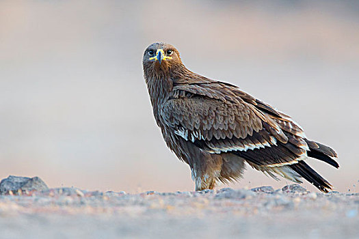 西伯利亚草原鹰,幼小,地上,塞拉莱,佐法尔,阿曼,亚洲