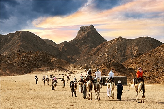 旅游,骆驼,撒哈拉沙漠
