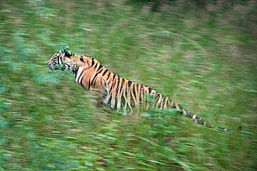 孟加拉虎,虎,草,班德哈维夫国家公园,印度