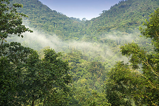 树,雨林,国家公园,乌干达