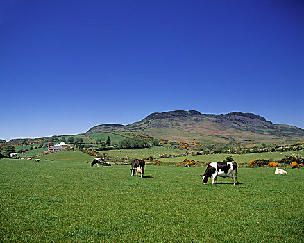 奶牛,半岛,爱尔兰