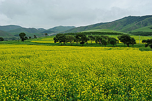 河北承德坝上国家一号风景大道夏日美景