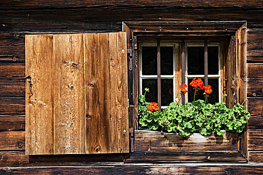 天竺葵,窗户,农舍,英国,提洛尔,奥地利,欧洲