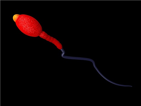 精子,细胞