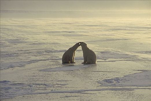 北极熊,一对,争吵,冰原,丘吉尔市,曼尼托巴,加拿大