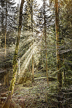 太阳,光照,树林