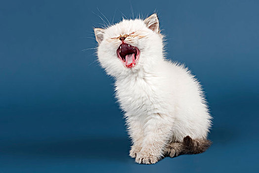 英国短毛猫,猫,小猫,猫叫,白色