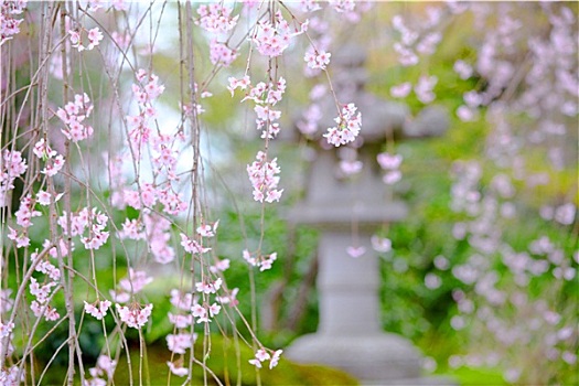 哭,樱花,花园,风景