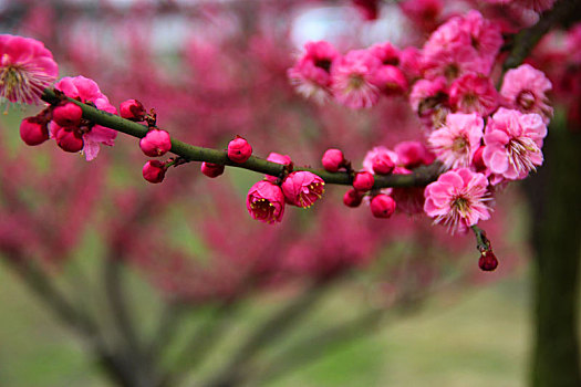 梅花,腊梅,梅花素材