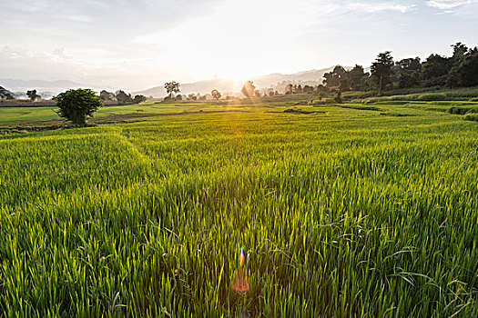 稻田,缅甸