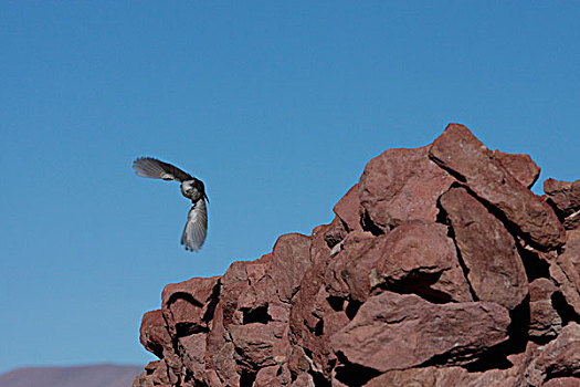鸟,飞行,安托法加斯塔大区,智利