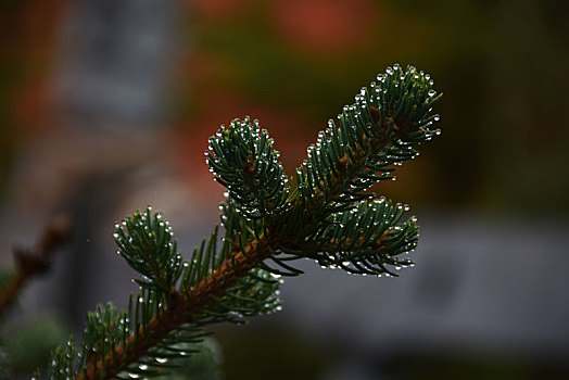 雨天植物