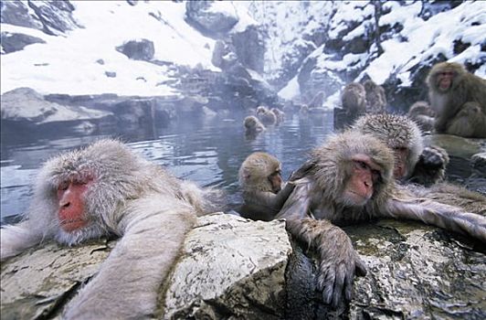 日本猕猴,雪猴,群,湿透,温泉,日本
