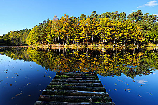 湖,秋天,彩色,树,木码头,莱茵兰普法尔茨州,德国