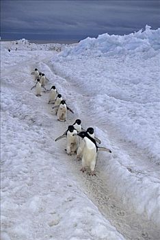 阿德利企鹅,群,通勤,生物群,迅速,冰,富兰克林,岛屿,罗斯海,南极