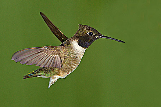 雄性,蜂鸟,飞行,堡垒,州立公园,华盛顿,美国