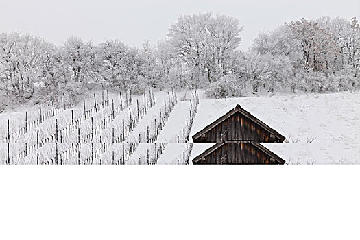 积雪,葡萄园,靠近,巴登,维也纳,热,区域,下奥地利州,奥地利