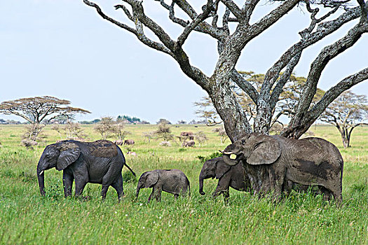 大象,群,非洲象,塞伦盖蒂国家公园,坦桑尼亚,非洲