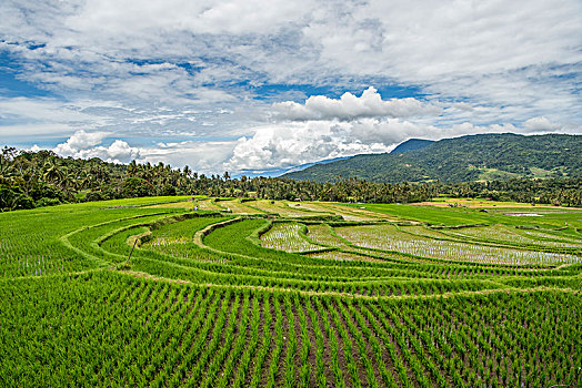 印尼,乡村,大山,田园,水田,水稻