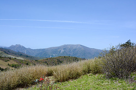 秦岭高山草甸