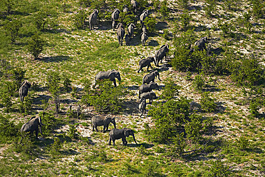 大象,奥卡万戈三角洲,博茨瓦纳,非洲