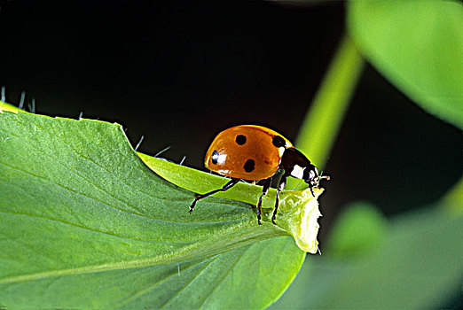 瓢虫,甲虫