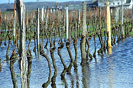 蔓藤,葡萄园,洪水,训练,一个,剩余,枝条,横图,卢瓦尔河,法国