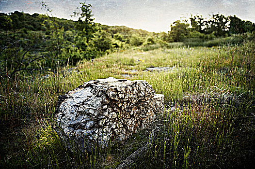 基岩,野猫科动物,中心,密苏里,美国