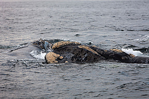 南露脊鲸,头部,成年,水面,靠近,南非