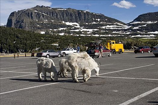 石山羊,停车场,中心,冰川国家公园