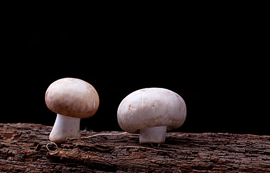 木头上的两个蘑菇