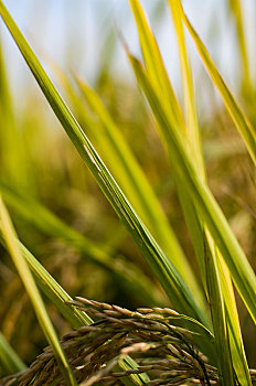 农业生产之农田的水稻特写