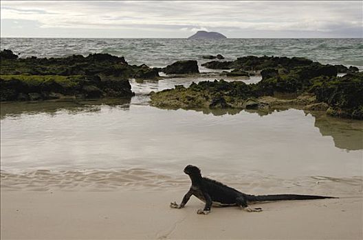 海鬣蜥,海滩,北方,圣克鲁斯岛,加拉帕戈斯群岛,厄瓜多尔