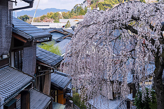 日本京都春天樱花盛开