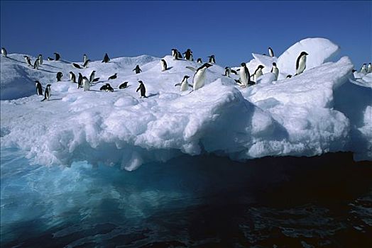 阿德利企鹅,群,冰山,希望,湾,南极半岛,南极