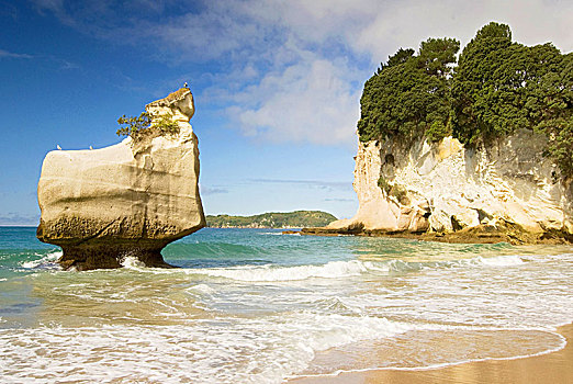 白色,石灰石,岩石构造,沙滩,大教堂,小湾,科罗曼德尔,半岛,新西兰,北岛