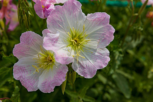 花卉鲜花