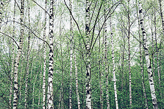 桦树,树林,春天