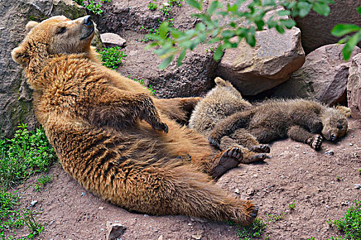 棕熊,幼兽,睡觉,德国