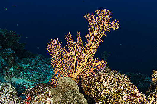 海扇,柳珊瑚虫,彩虹,礁石,斐济