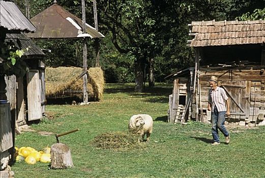 罗马尼亚,马拉穆列什,区域,乡村,老人,靠近,木屋,绵羊