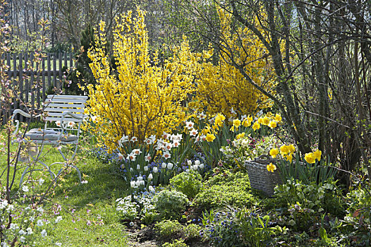 春天,床,连翘属植物,金色,水仙
