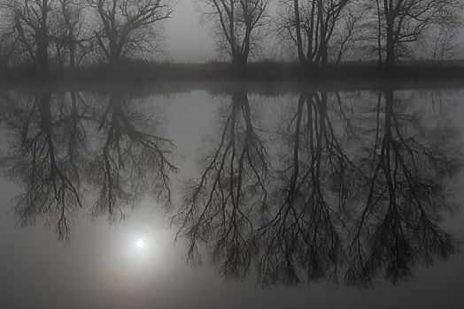 雾,秃树,反射,河,黑森州,德国,欧洲