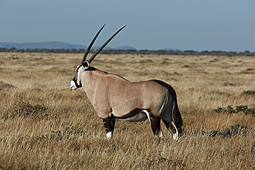 长角羚羊,放牧,埃托沙国家公园,纳米比亚