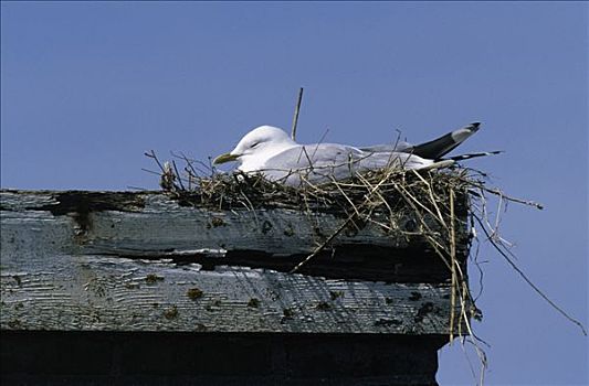 海鸥,屋顶,欧洲