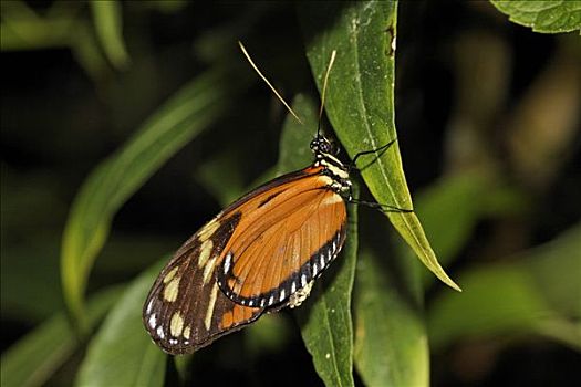 蝴蝶,哥斯达黎加